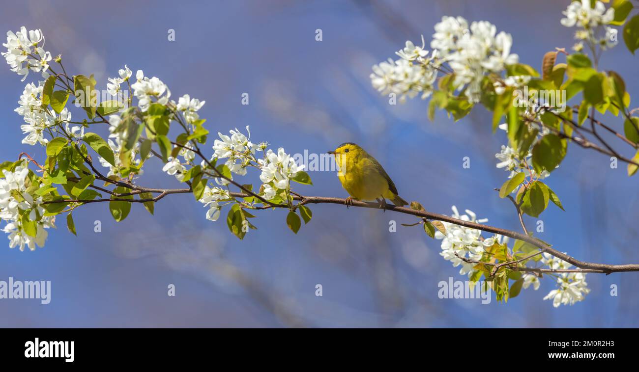 Maschio Wilson's Warbler nel Wisconsin settentrionale. Foto Stock