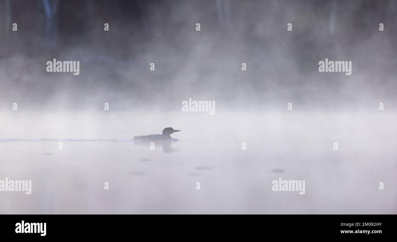Common loon nuotare nella nebbia mattutina nel Wisconsin settentrionale. Foto Stock
