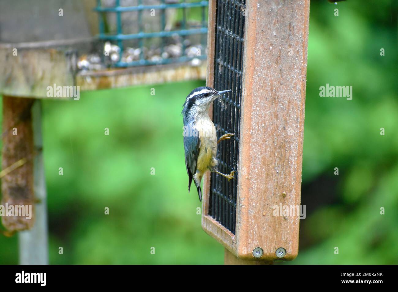 Rosso breasted nuthatch mangiare su Wild Birds Unlimited suet feeder Foto Stock