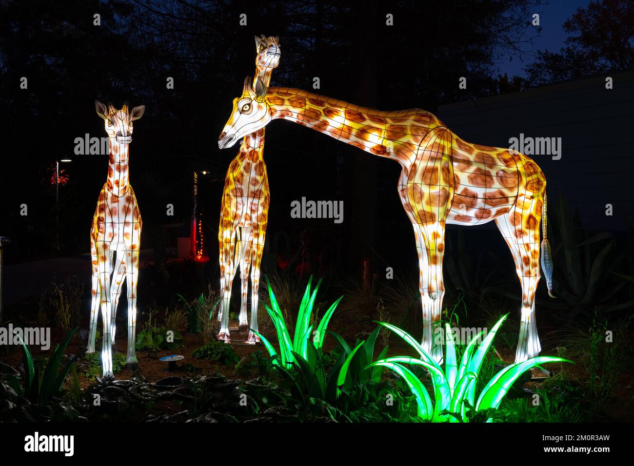 La festa della luce di Natale allo Zoo e Giardino di Riverbanks, composta da tre giraffe Foto Stock