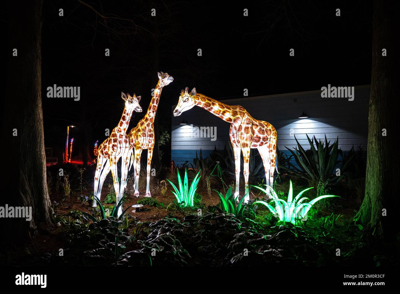 La festa della luce di Natale allo Zoo e Giardino di Riverbanks, composta da tre giraffe Foto Stock