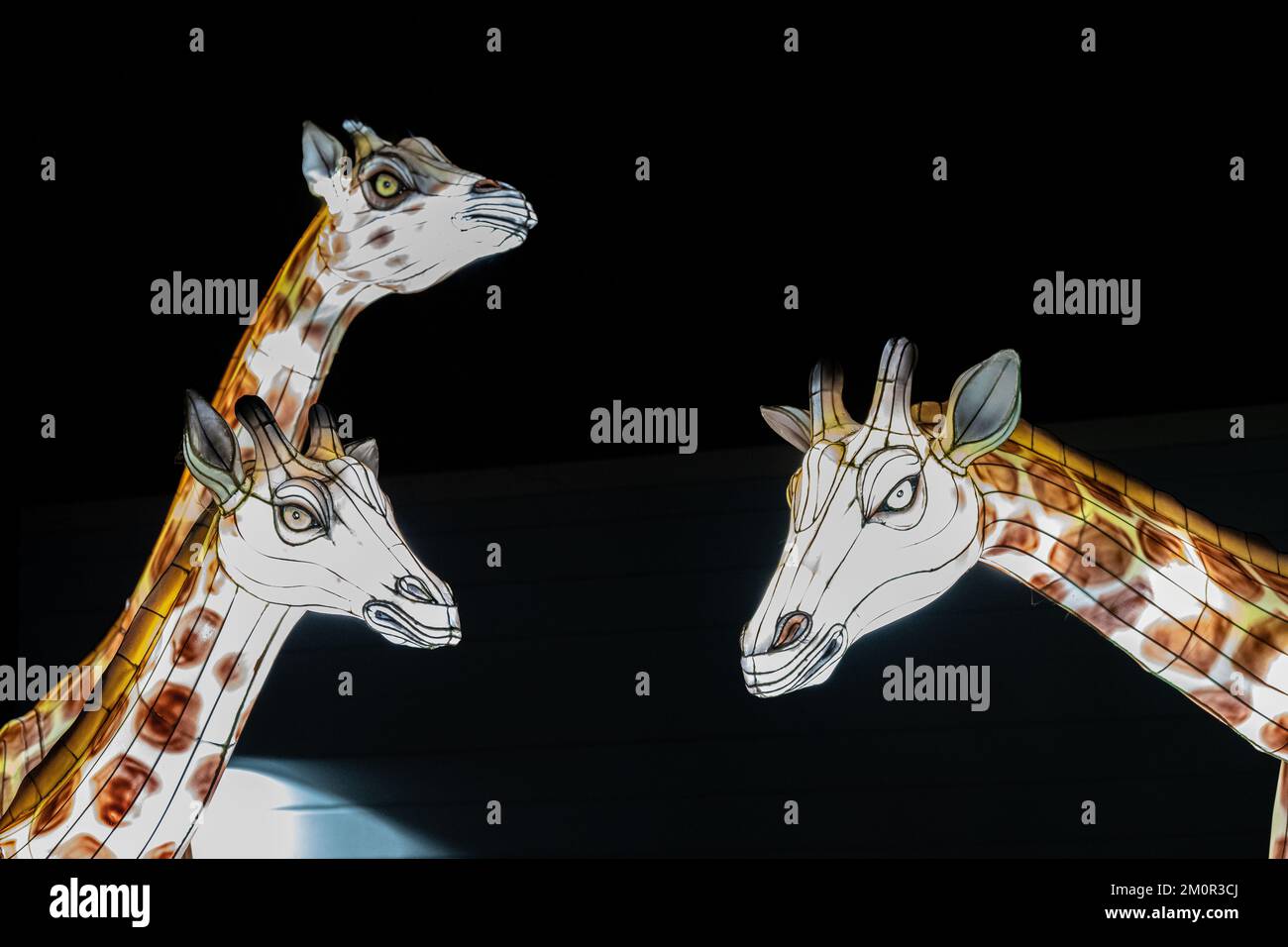 La festa della luce di Natale allo Zoo e Giardino di Riverbanks, composta da tre giraffe Foto Stock