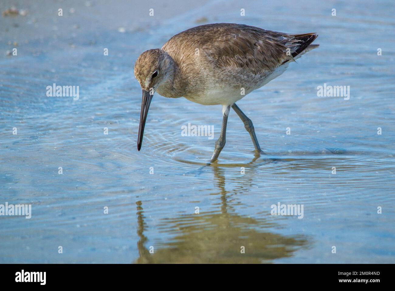 Willet foraggio vicino alla spiaggia. Foto Stock