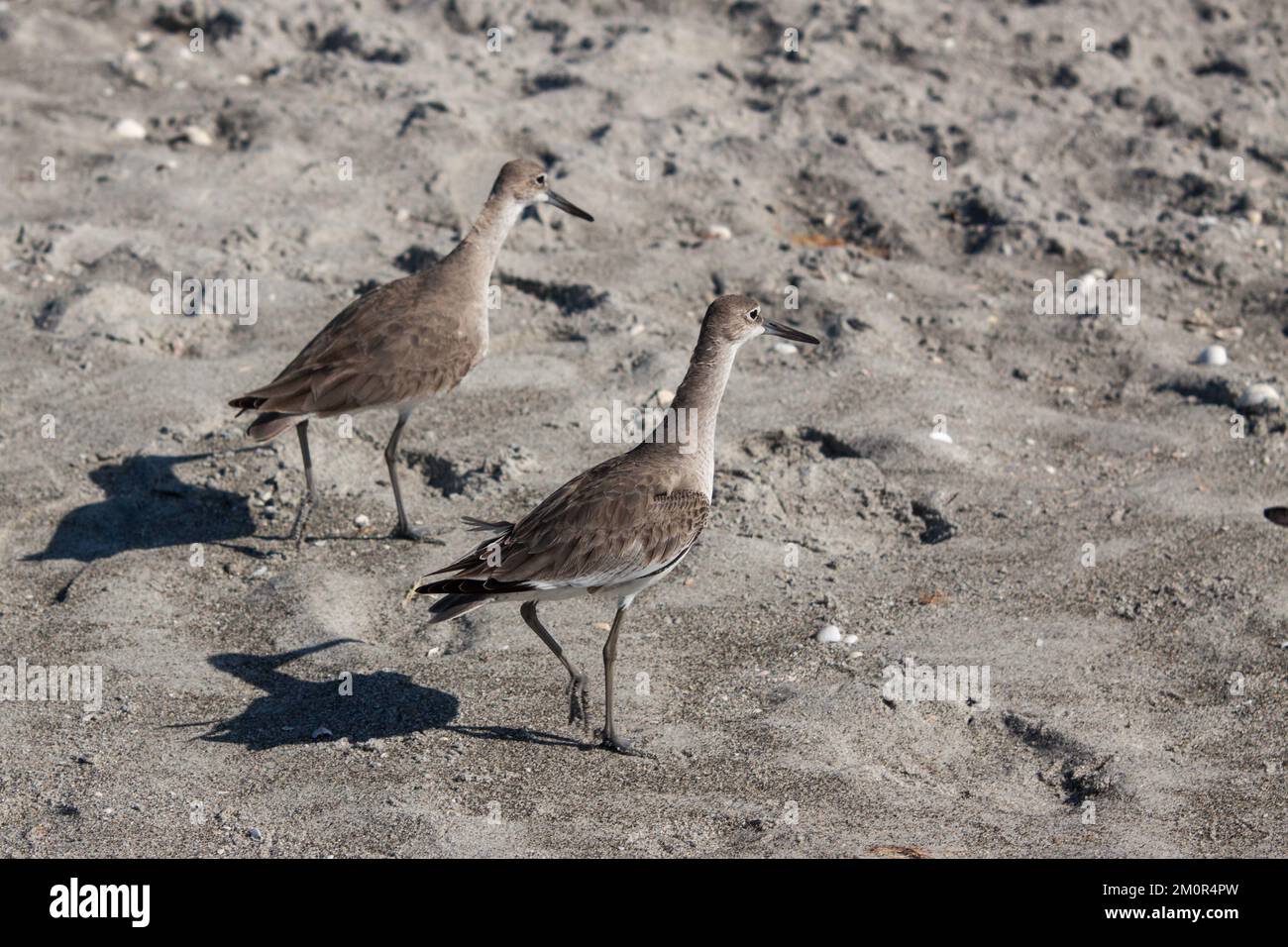 Un paio di willets su una spiaggia in Florida. Foto Stock