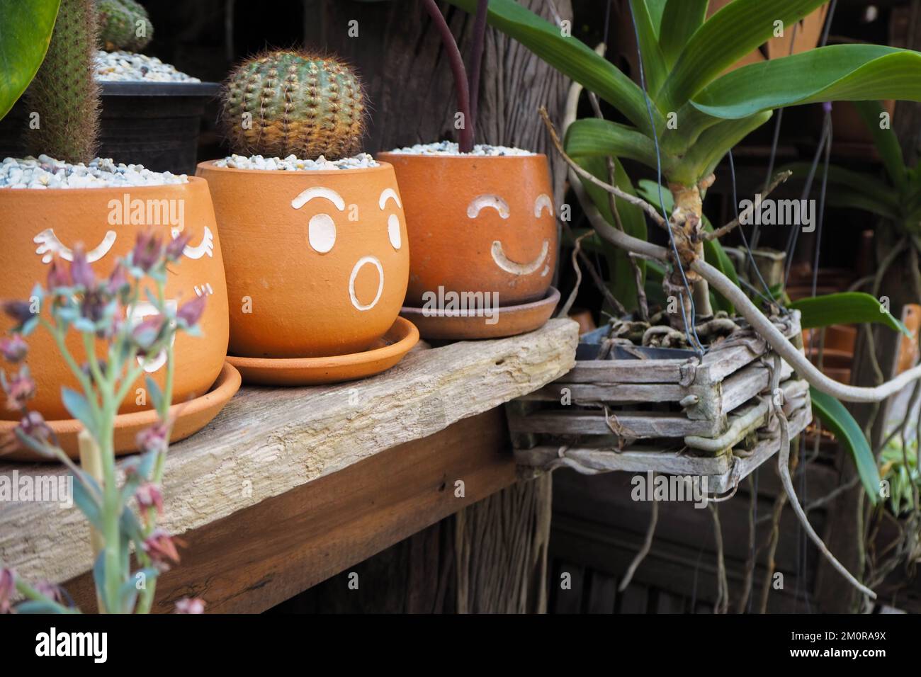Piante di cactus in vaso con facce che mostrano sentimenti. Foto Stock