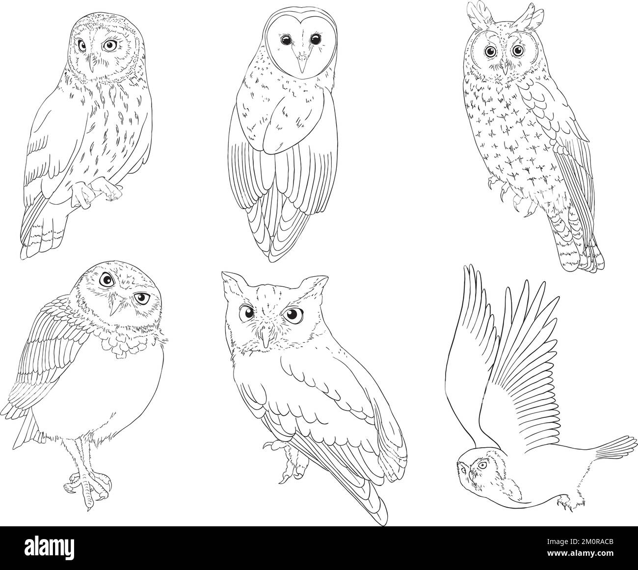 Contorni vettoriali di specie di gufi medi (orecchie corte, Granaio, lunghe orecchie, Burrowing, Eastern Screech, Falco settentrionale) Illustrazione Vettoriale