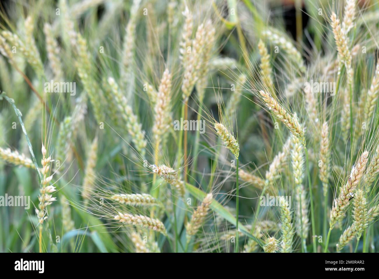 orzo erba uccello pianta di seme Foto Stock