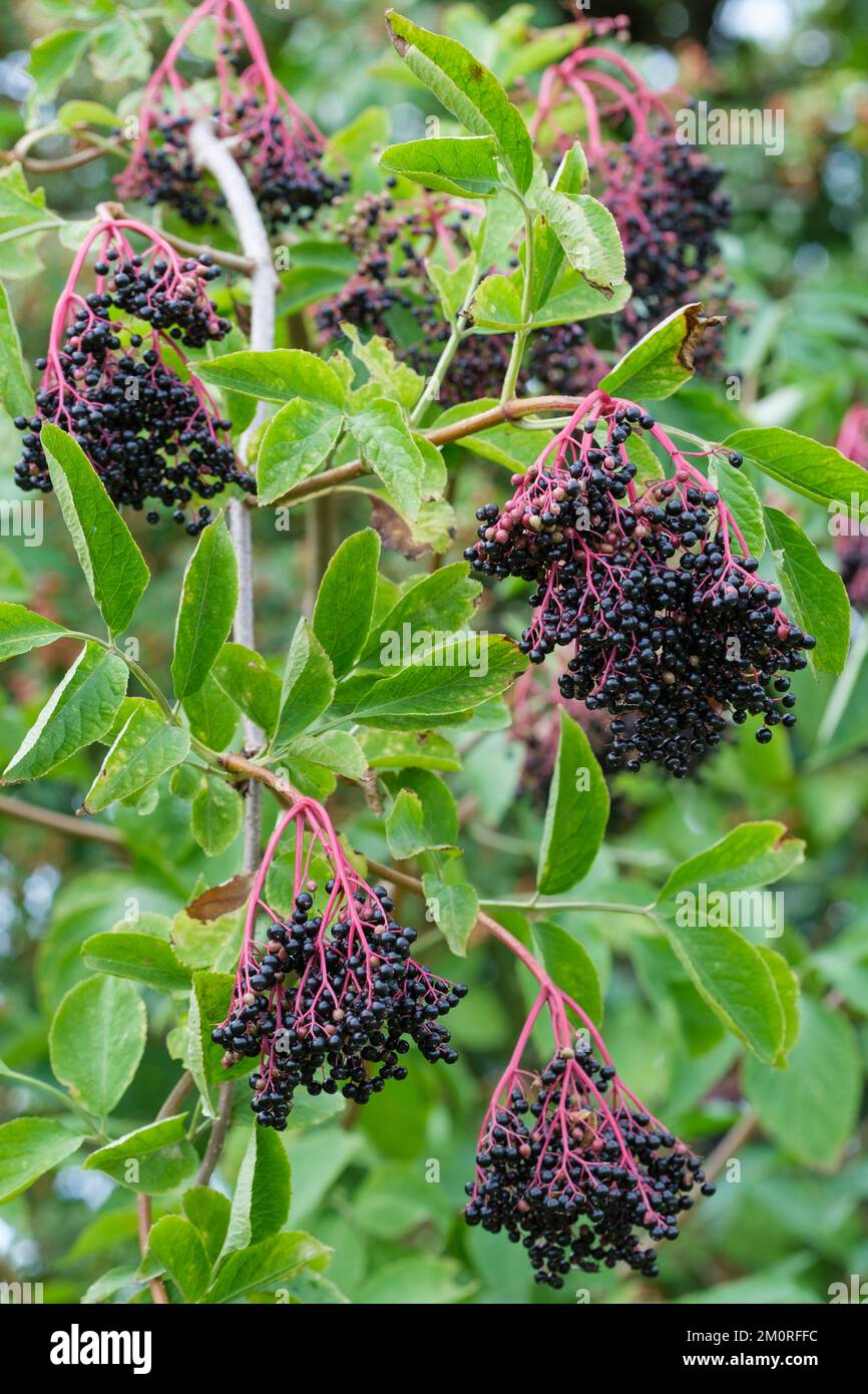 Sambucco nigra, bacche viola scuro dell'albero di sambuco europeo a fine estate Foto Stock