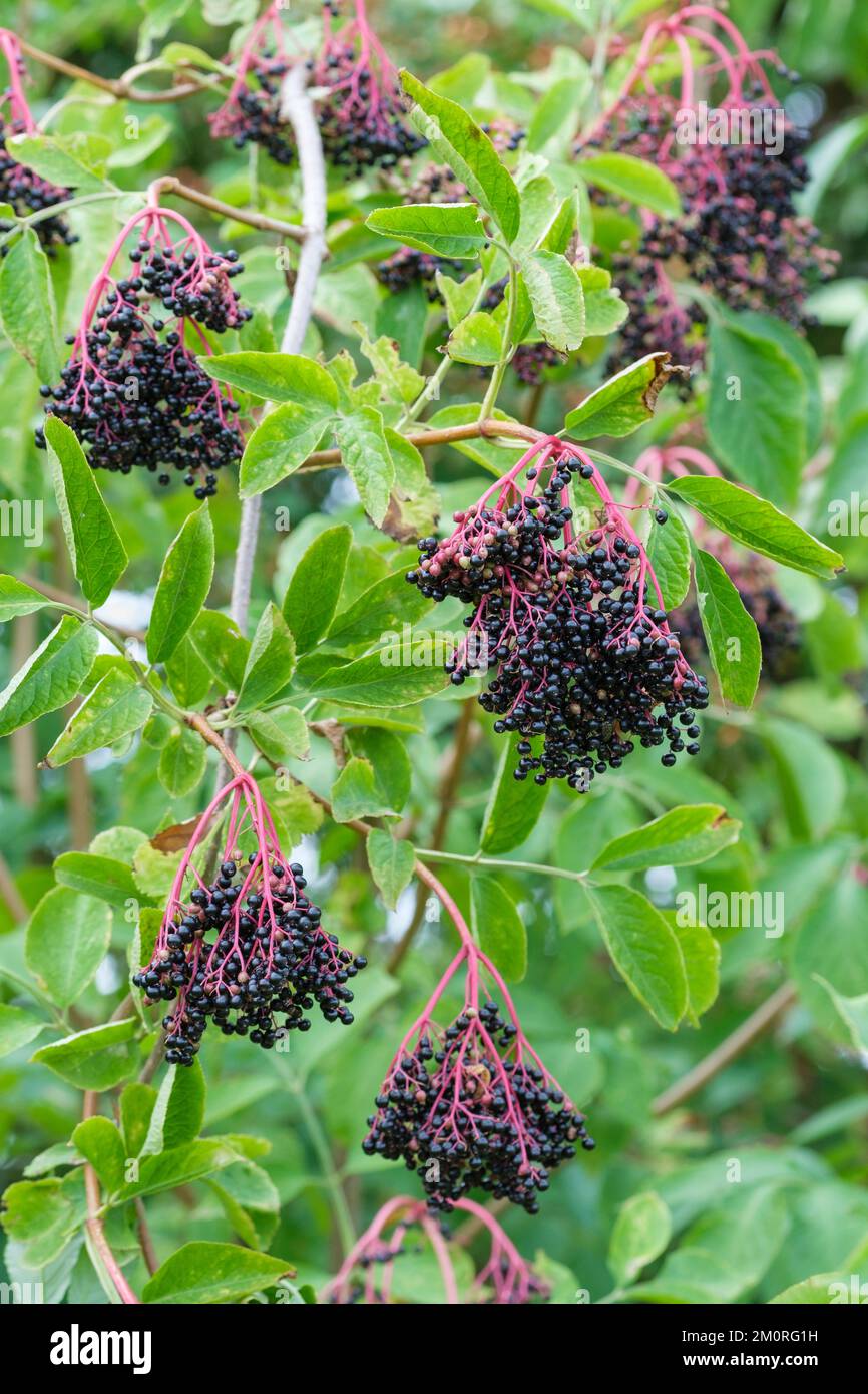 Sambucco nigra, bacche viola scuro dell'albero di sambuco europeo a fine estate Foto Stock