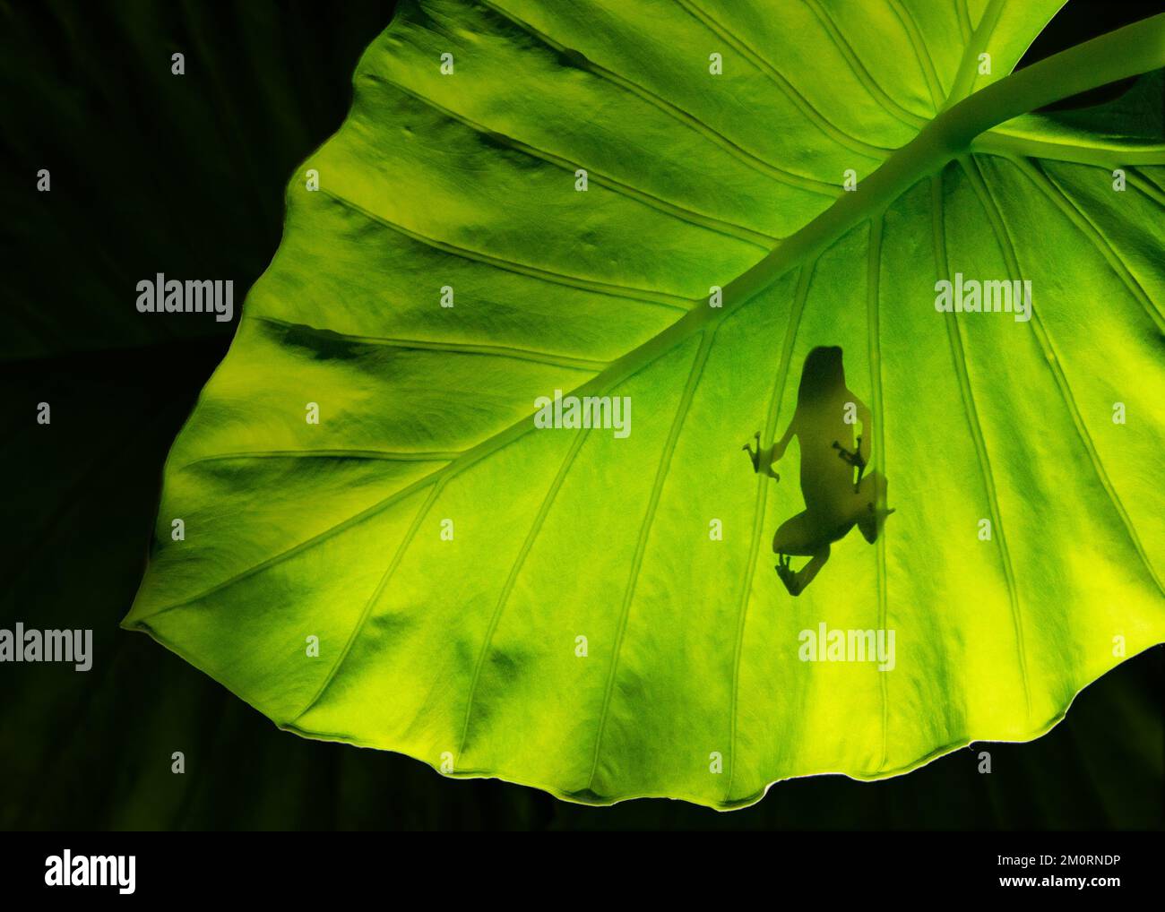 Vista della silhouette ad angolo basso di una rana di cervo su un orecchio di elefante (Taro) foglia, Indonesia Foto Stock