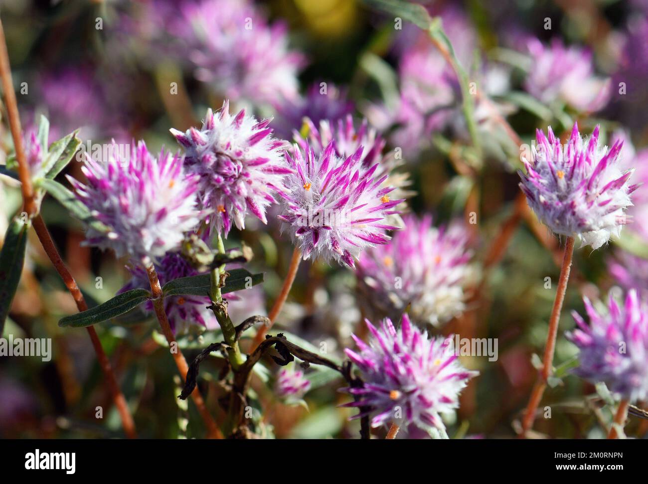 Fiori del nativo australiano Globe Amaranth Pink Billy Button, Gomphrena canescens, famiglia Amaranthaceae. Noti anche come Bachelors Buttons Foto Stock