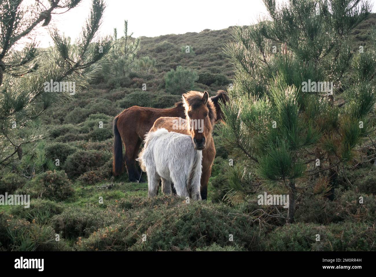 Tre cavalli purosangue galiziani in piedi in un paesaggio rurale in inverno, Galizia, Spagna Foto Stock