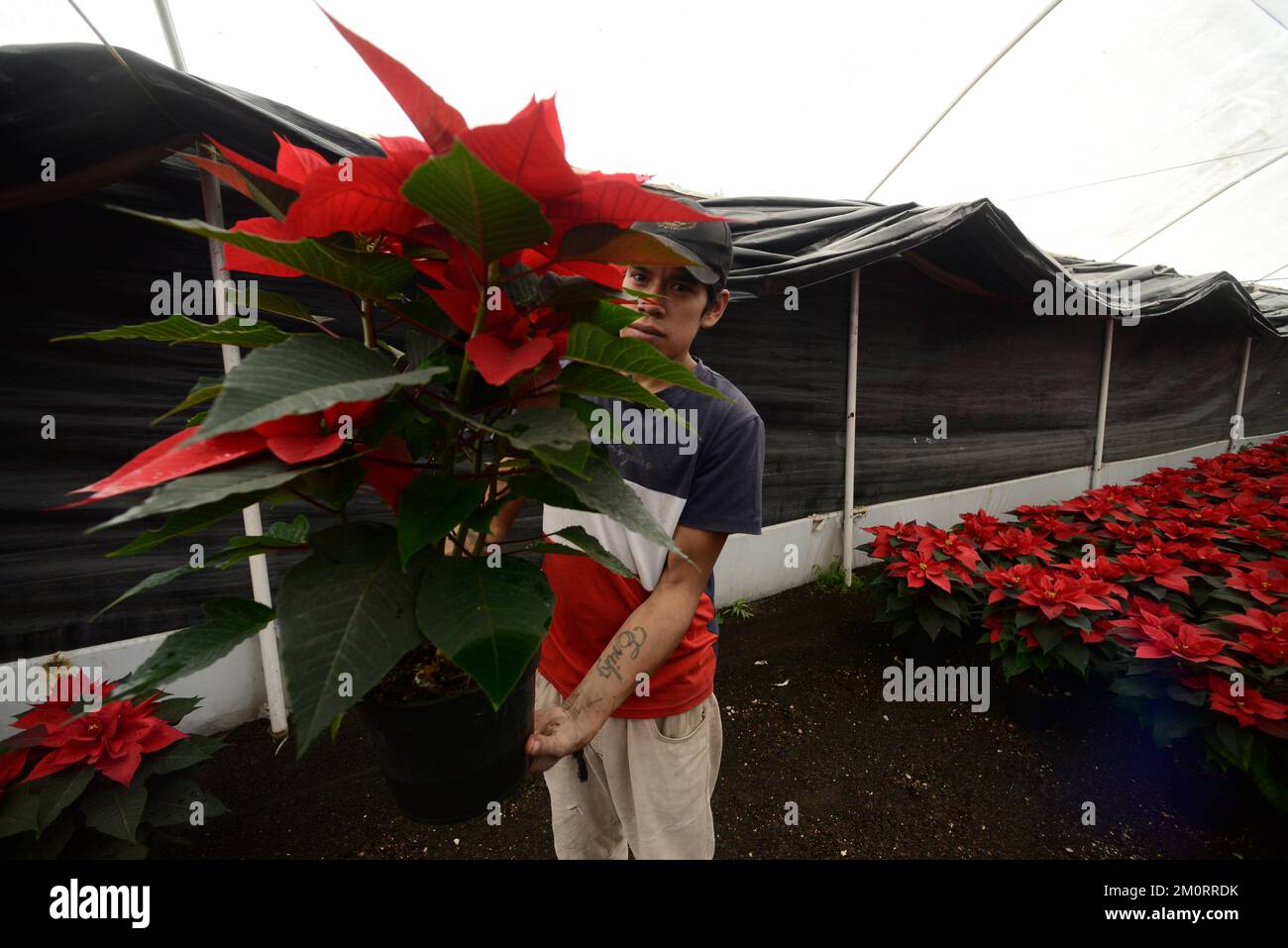 Non esclusivo: 7 dicembre 2022, Città del Messico, Messico: Un coltivatore di fiori, dalla serra 'Vivero Nochebuena' ospita poinsettias, per la vendita loro Foto Stock