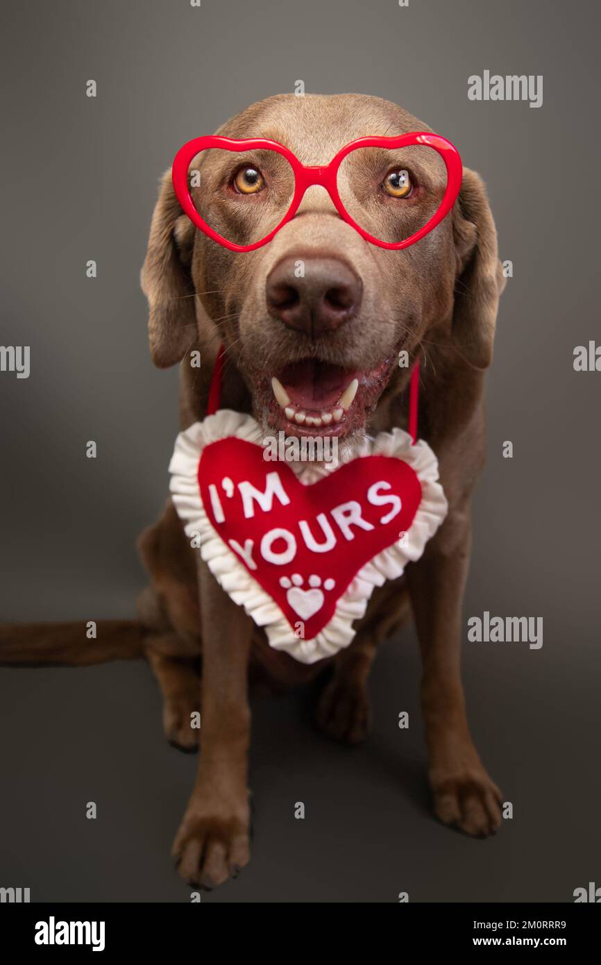 Ritratto di un labrador Retriever argento indossando occhiali novit a forma di cuore e una collana a forma di cuore con le parole sono tuo Foto Stock