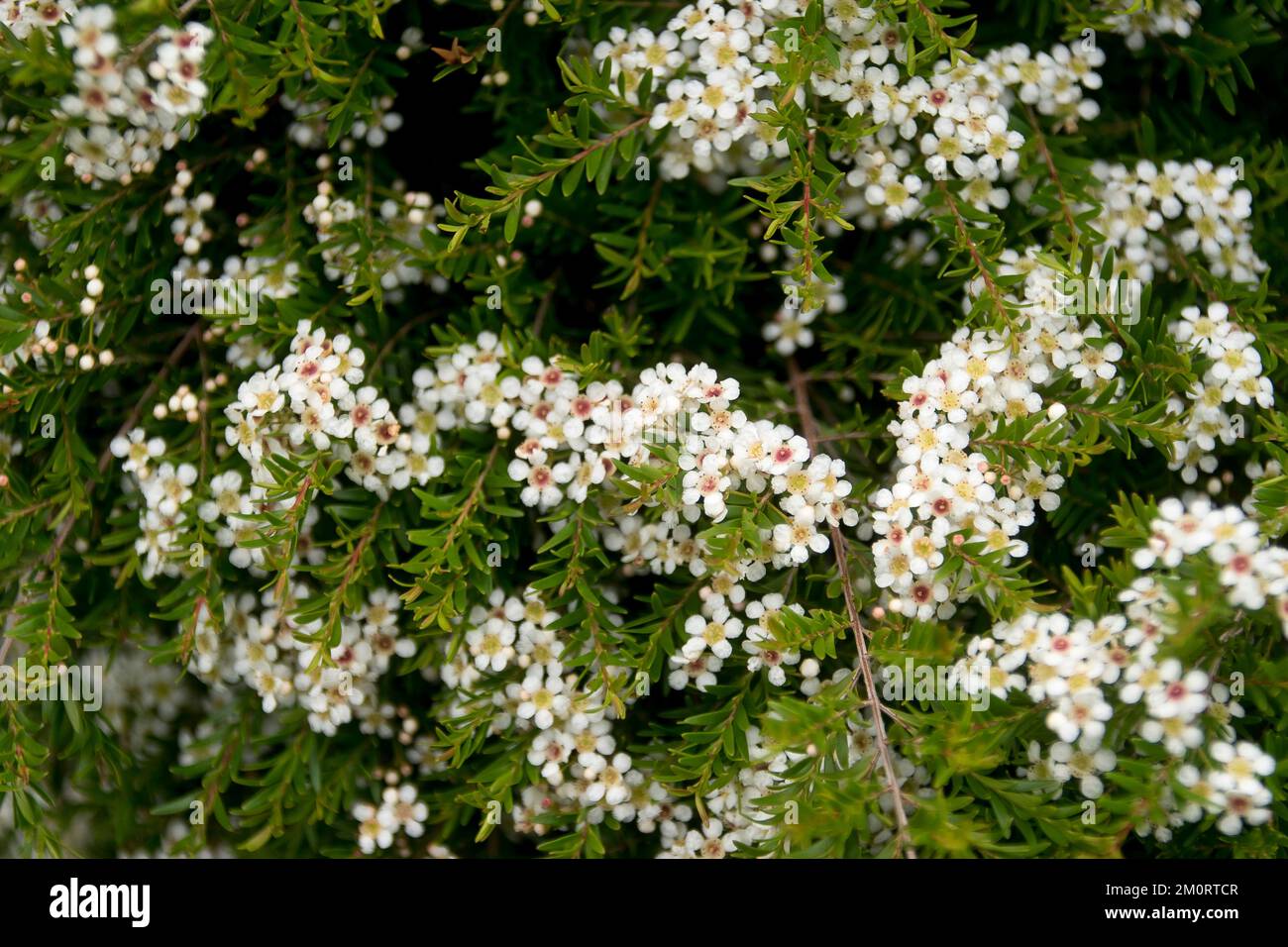 Arbusto nativo nana australiano, Babingtonia bidwilli (Baeckea vergata) in pieno fiore di piccoli fiori bianchi. Primavera, Queensland giardino. Foto Stock