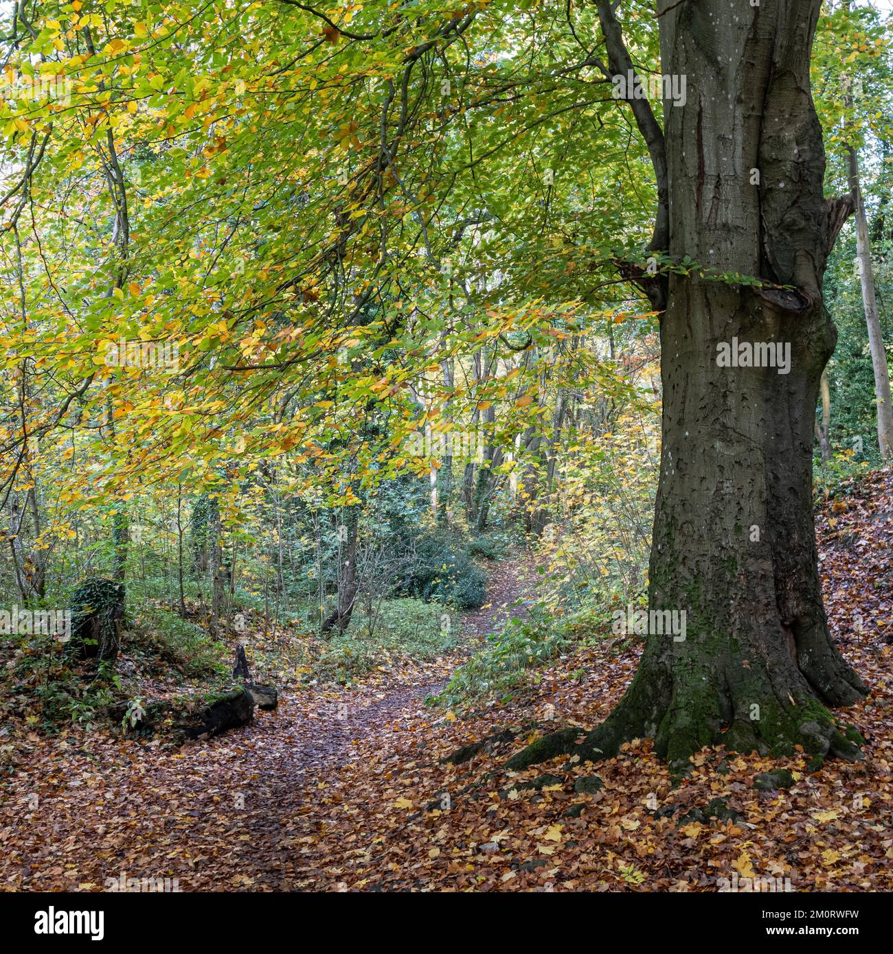 Foglie autunnali a Lowther Woods, Pickering, North Yorkshire Foto Stock
