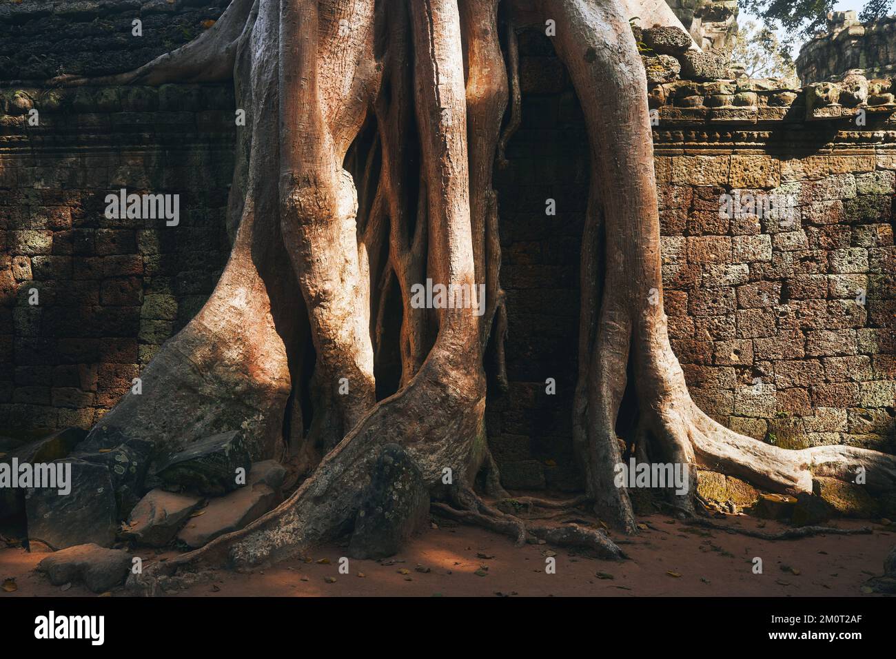 Enormi radici di albero che copre muro di pietra di antico tempio vicino a Siem Reap, Cambogia. Foto Stock