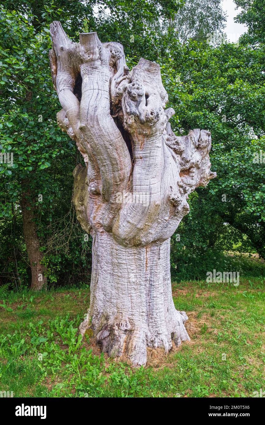 Spagna, Galizia, Castroverde, tappa del Camino Primitivo, itinerario di pellegrinaggio spagnolo a Santiago de Compostela, antico castagno Foto Stock