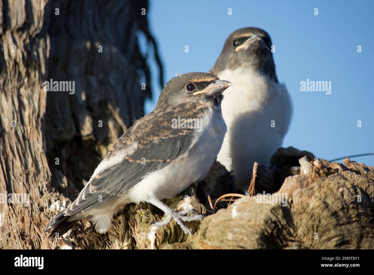 Woodswallow bianco-breasted su un nido poco profondo vicino Bundaberg. Foto Stock