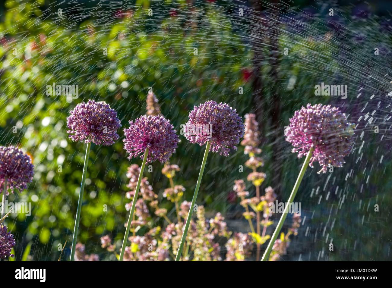 Francia, Indre et Loire, CH?digny, villaggio etichettato giardino notevole, giardino del sacerdote, il giardino presbiterio riunisce diverse varietà di perenni e annuali decorativi medicinali arbusti aromatici e alberi da frutto, aglio elefante, Allium ampeloprasum Foto Stock