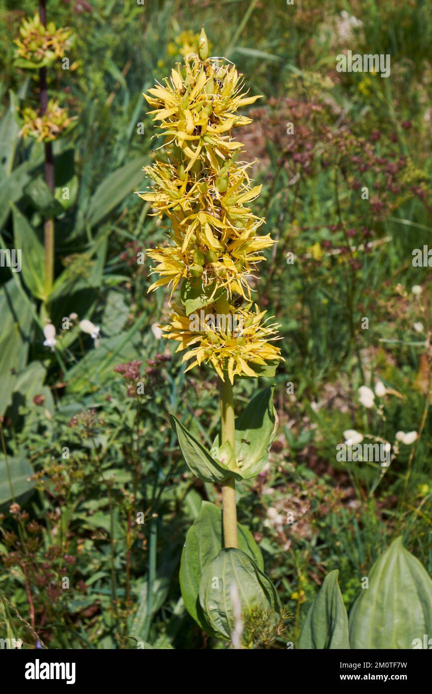 Francia, Cantal (15), Brezons, Grande gentiane jaune (Gentiana lutea)/Francia, Cantal, Brezons, maggiore genziana gialla (Gentiana lutea) Foto Stock