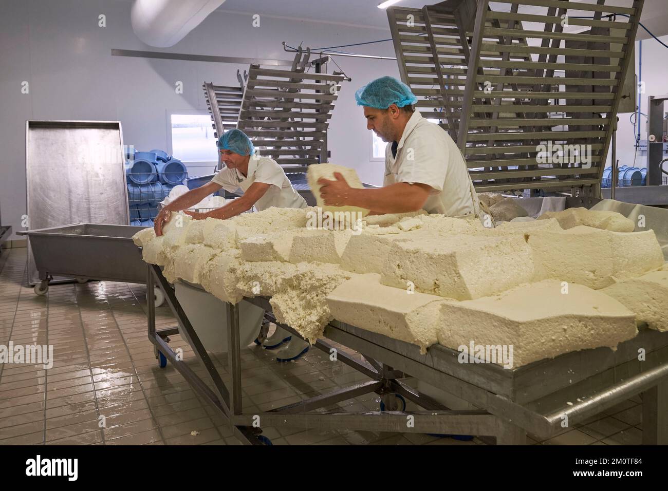 Francia, Cantal, Faverolles Pierrefort, Monts du Cantal caseificio, la produzione di formaggio Cantal AOP Foto Stock