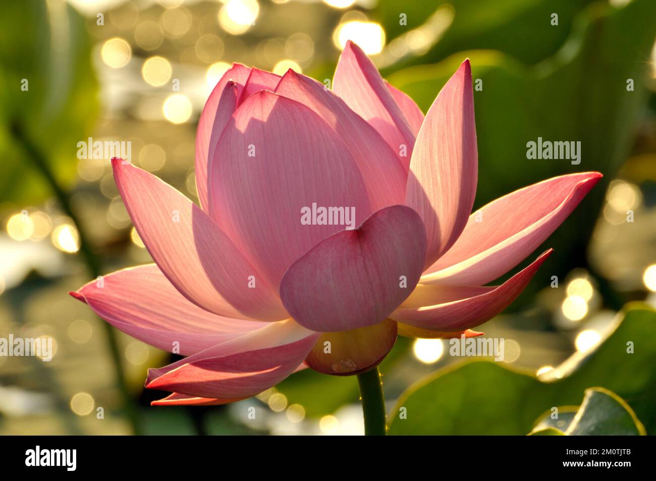 Fioritura del fiore di loto Foto Stock