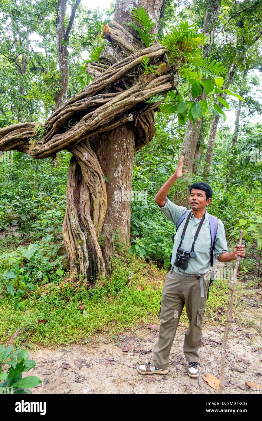 Nepal, regione di Terai, area di Narayani, Parco Nazionale di Chitwan, escursione nella foresta con una guida Foto Stock