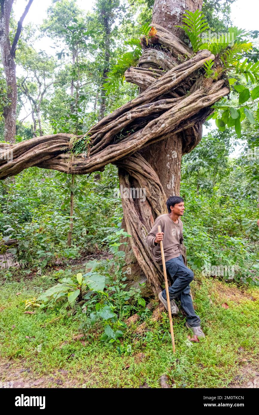 Nepal, regione di Terai, area di Narayani, Parco Nazionale di Chitwan, escursione nella foresta con una guida Foto Stock