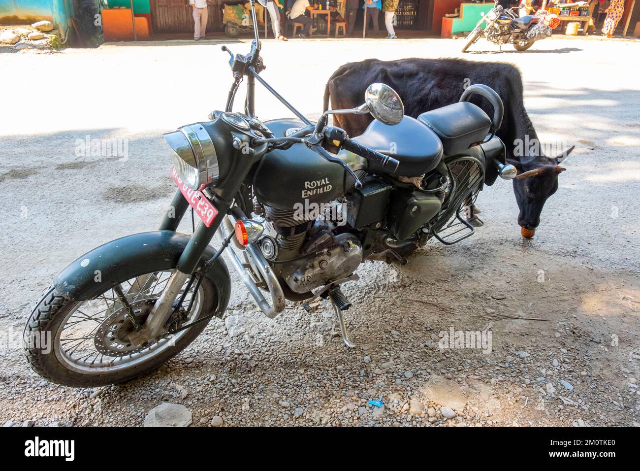 Nepal, mucca che beve una tazza di tè dietro una moto Foto Stock