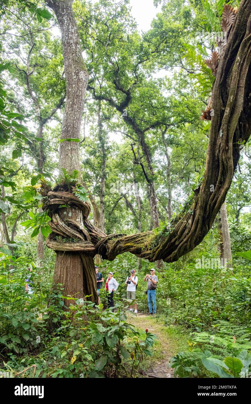 Nepal, regione di Terai, area di Narayani, Parco Nazionale di Chitwan, escursione nella foresta con una guida Foto Stock
