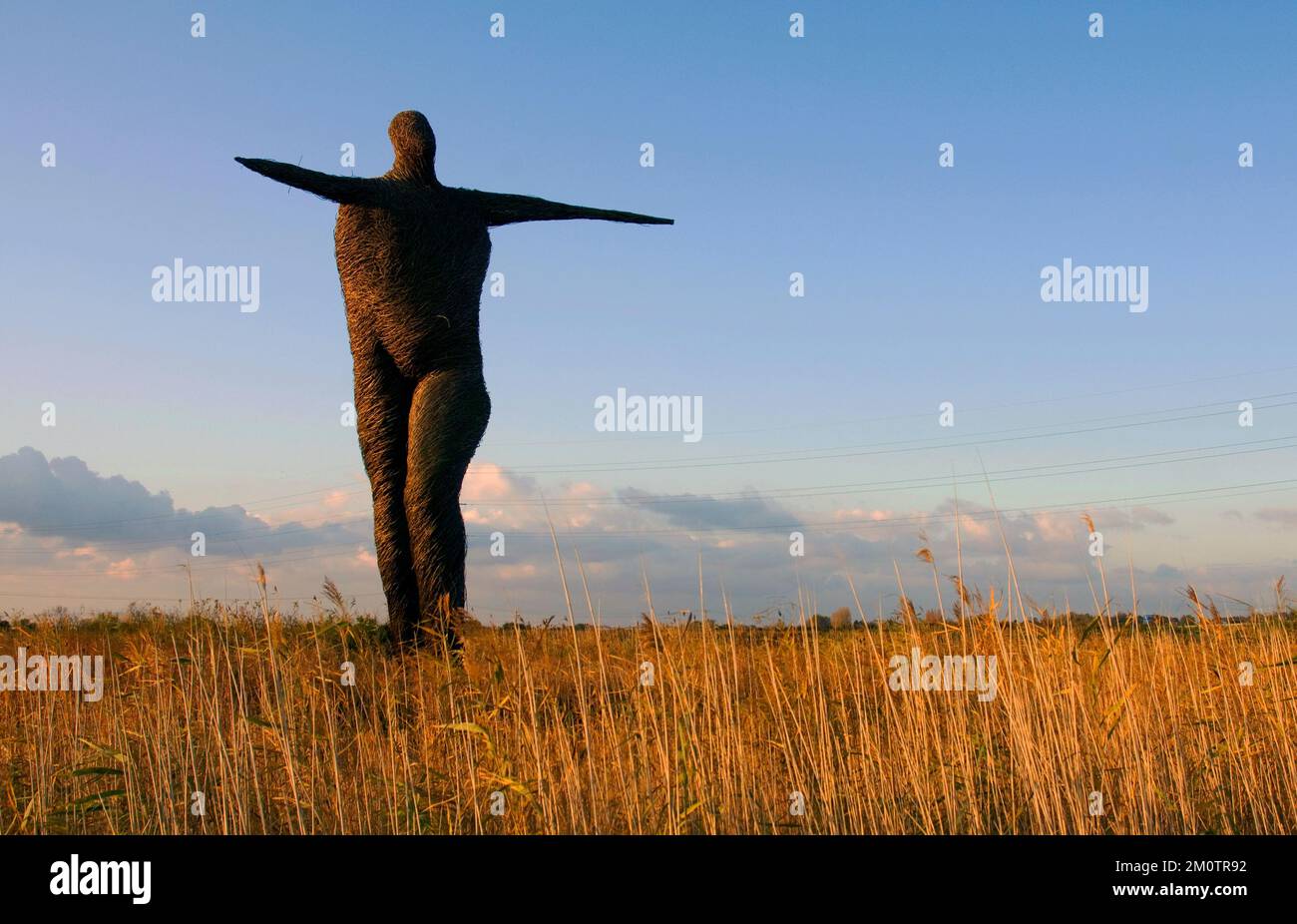 Immagine scannerizzata del Willow Man, una grande scultura all'aperto di Serena de la Hey, vicino Bridgwater nel Somerset, Regno Unito girato su film circa 2005 Foto Stock