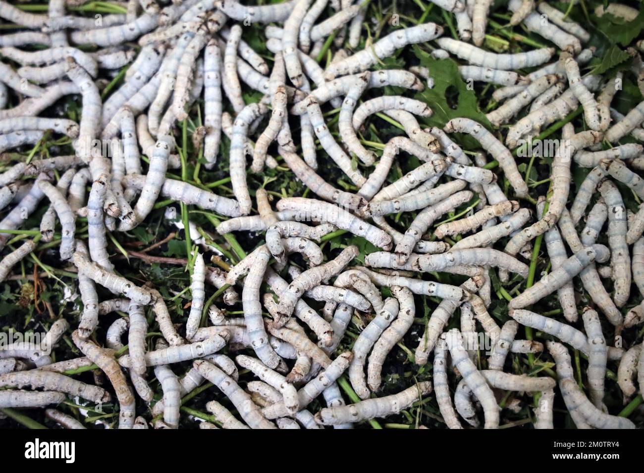 Il silkworm è la larva o bruco del domestico. È un insetto economicamente importante, essendo un produttore primario di seta. Foto Stock