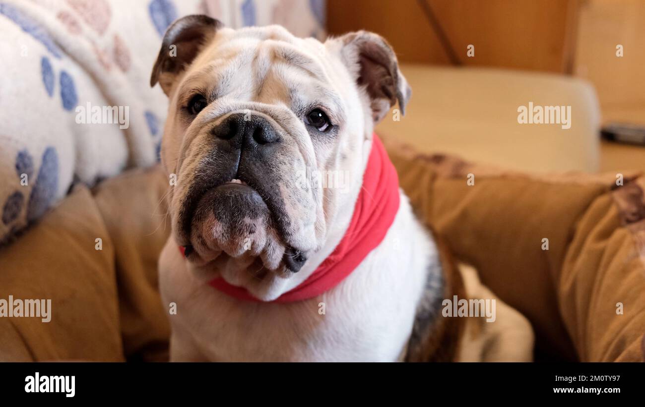 Un giovane bulldog inglese in un collare rosso siede su un lettino da cane a casa e guarda la macchina fotografica. Concetto PET Foto Stock