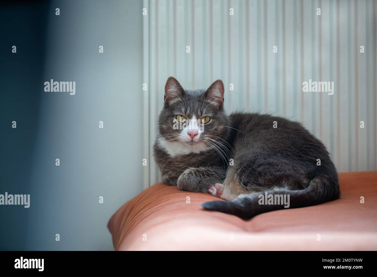 Gatto grigio che dorme su un divano arancione accanto ad un radiatore. Un animale domestico pigro che riposa all'interno in una fredda giornata invernale. Foto Stock