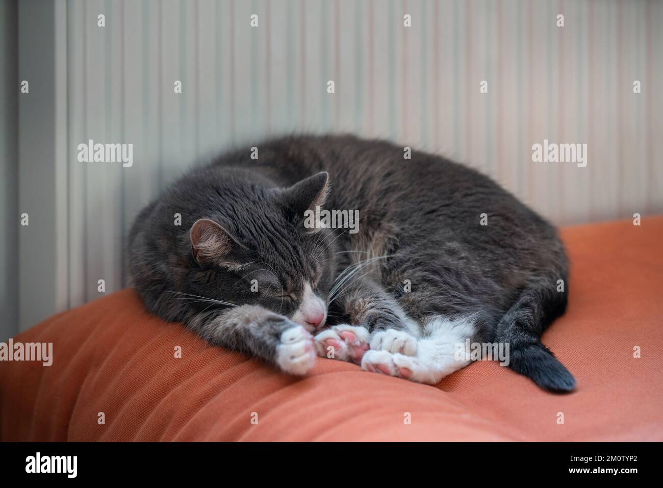 Gatto grigio che dorme su un divano arancione accanto ad un radiatore. Un animale domestico pigro che riposa all'interno in una fredda giornata invernale. Foto Stock