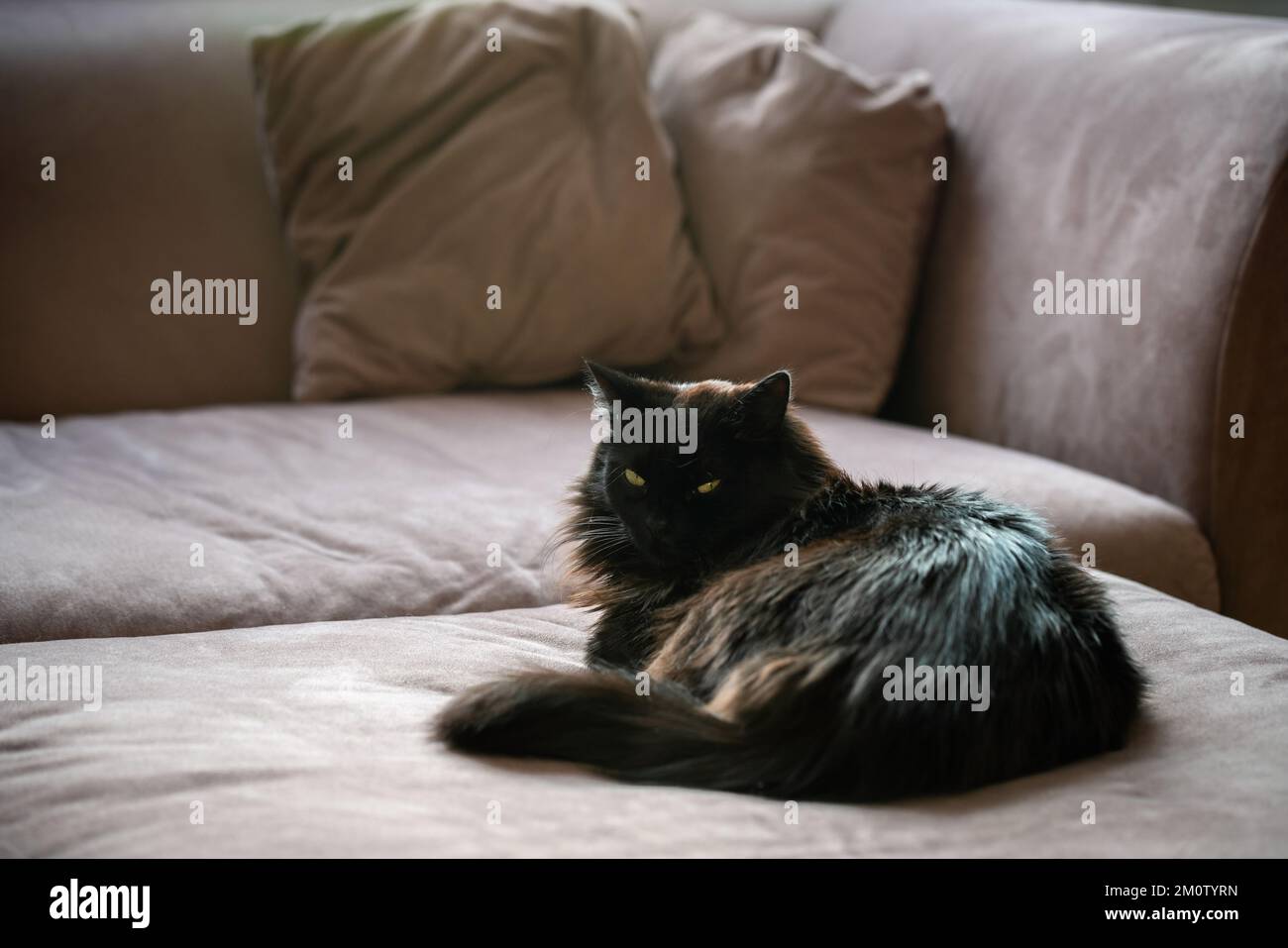 Gatto nero che si posa su un divano in un soggiorno. Animali domestici pigri che riposano all'interno. Foto Stock