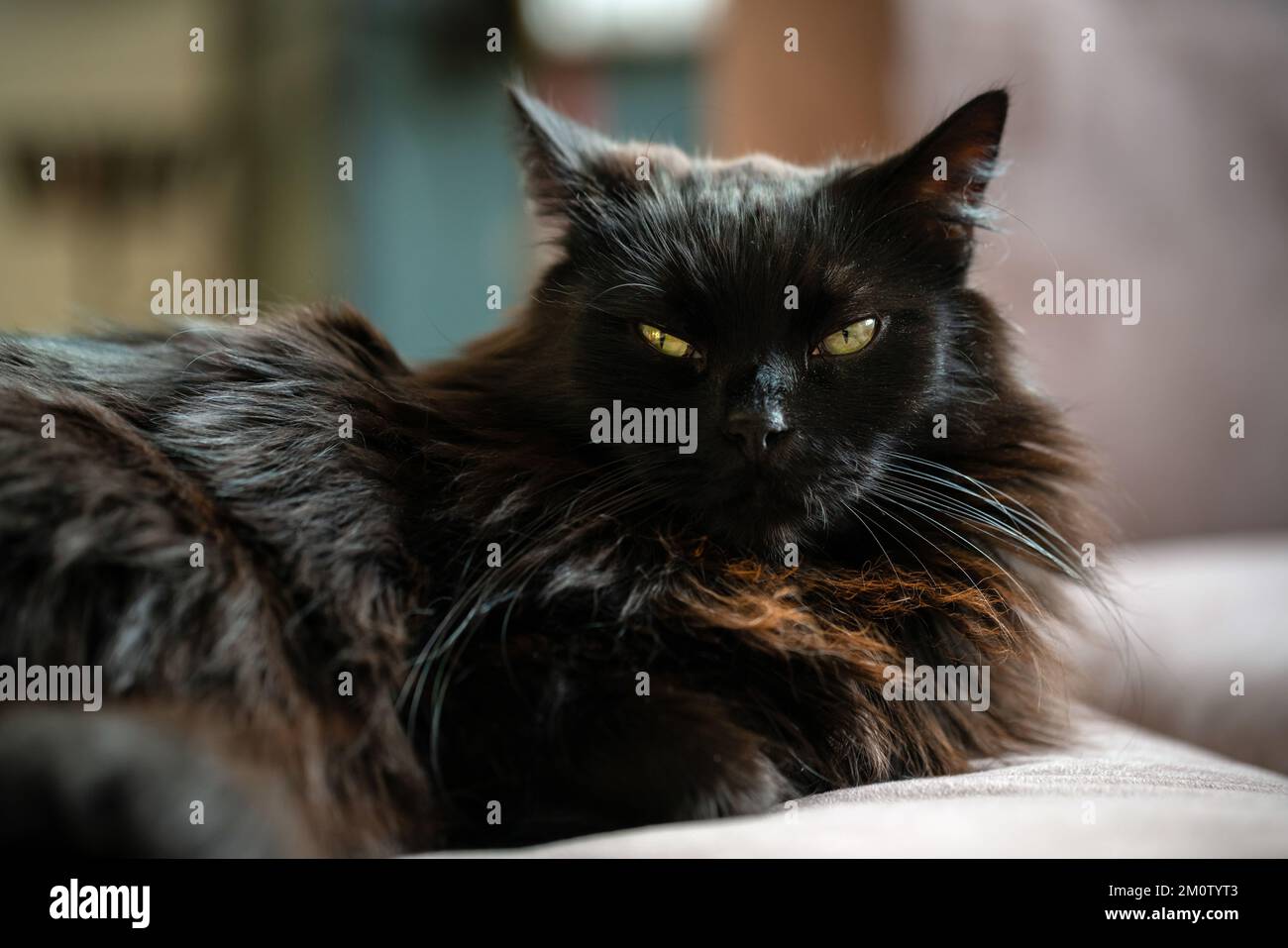 Gatto nero che si posa su un divano in un soggiorno. Animali domestici pigri che riposano all'interno. Foto Stock