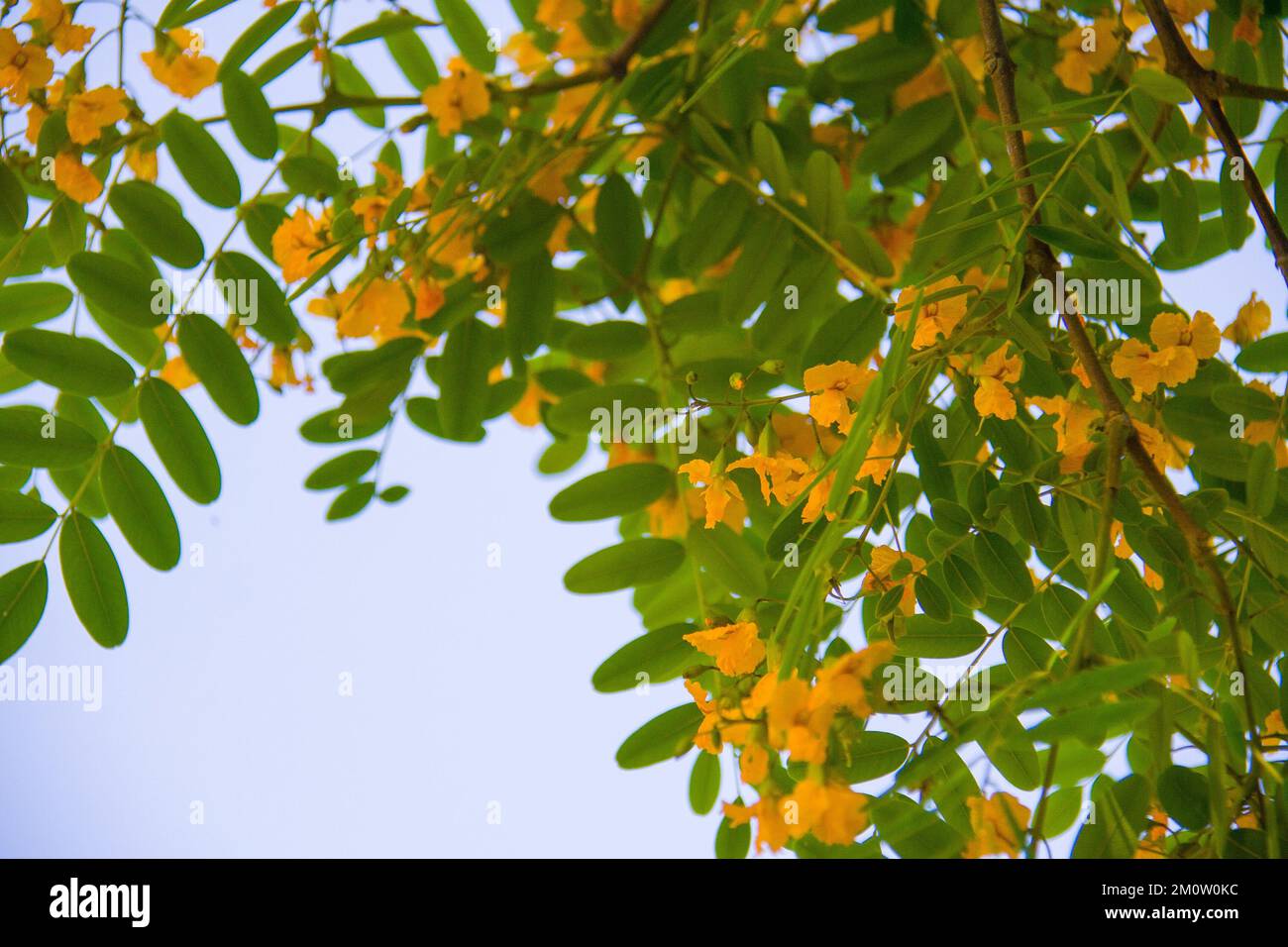 Árvore com flores amarelas - Porto Alegre/Brasile Foto Stock