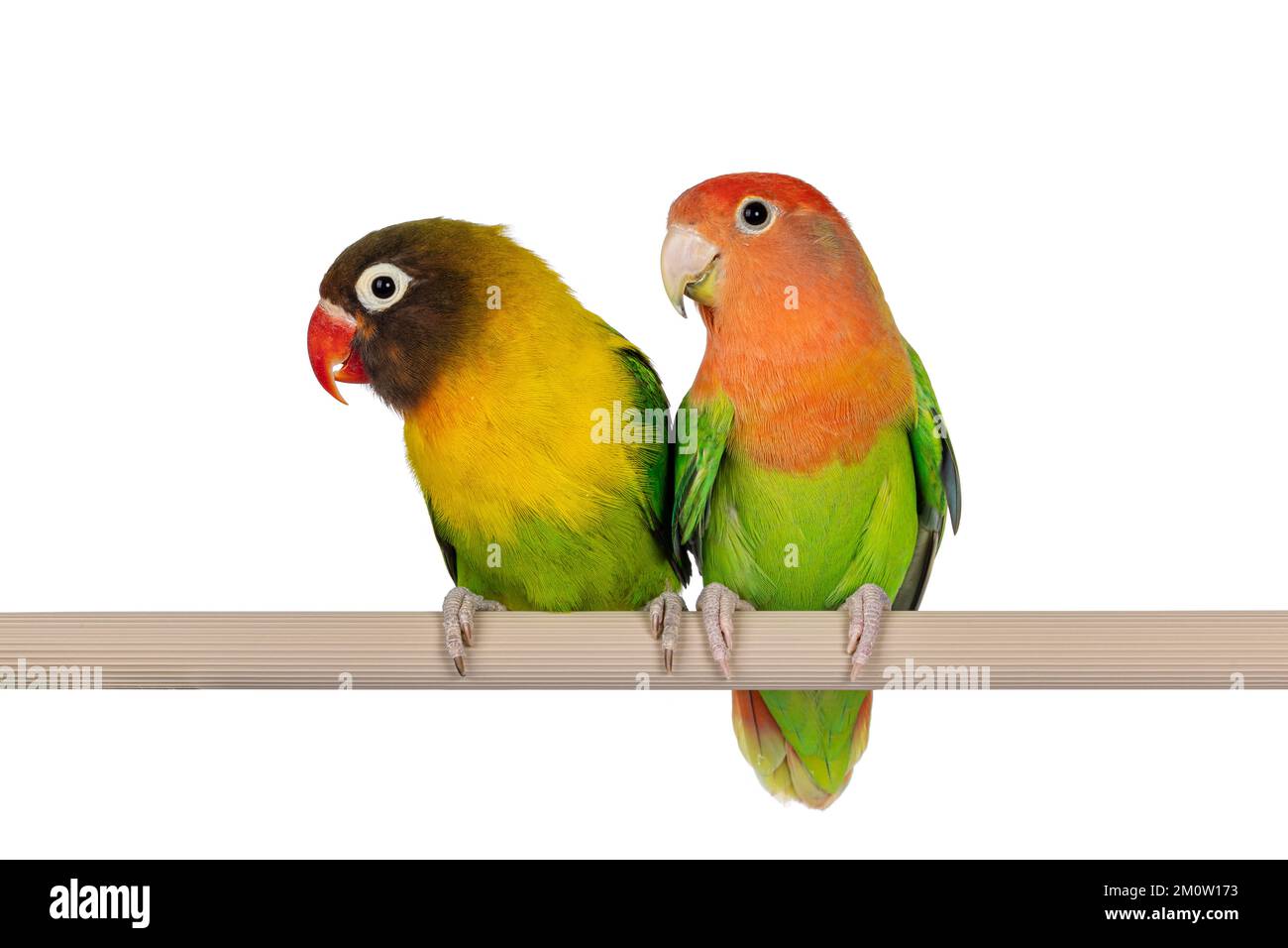 Carino paio di Lovebirds aka Agapornis, seduti insieme su un falso ramo di legno. Isolato su sfondo bianco. Foto Stock