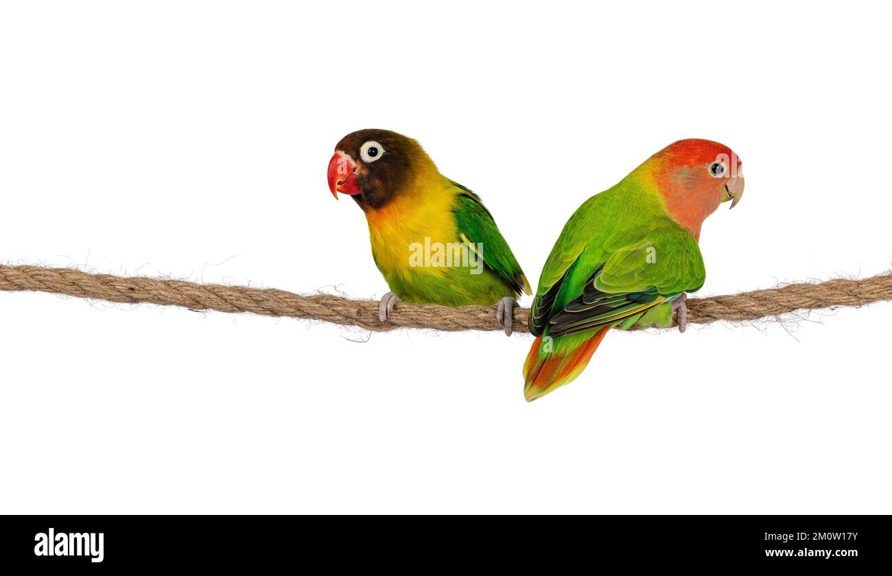 Carino paio di Lovebirds aka Agapornis, seduti insieme su una corda. Isolato su sfondo bianco. Foto Stock