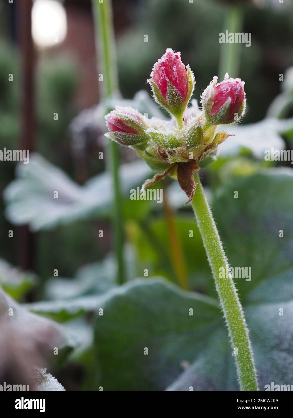 Primo piano di gerani gerani boccioli di fiori coperti di gelo Foto Stock