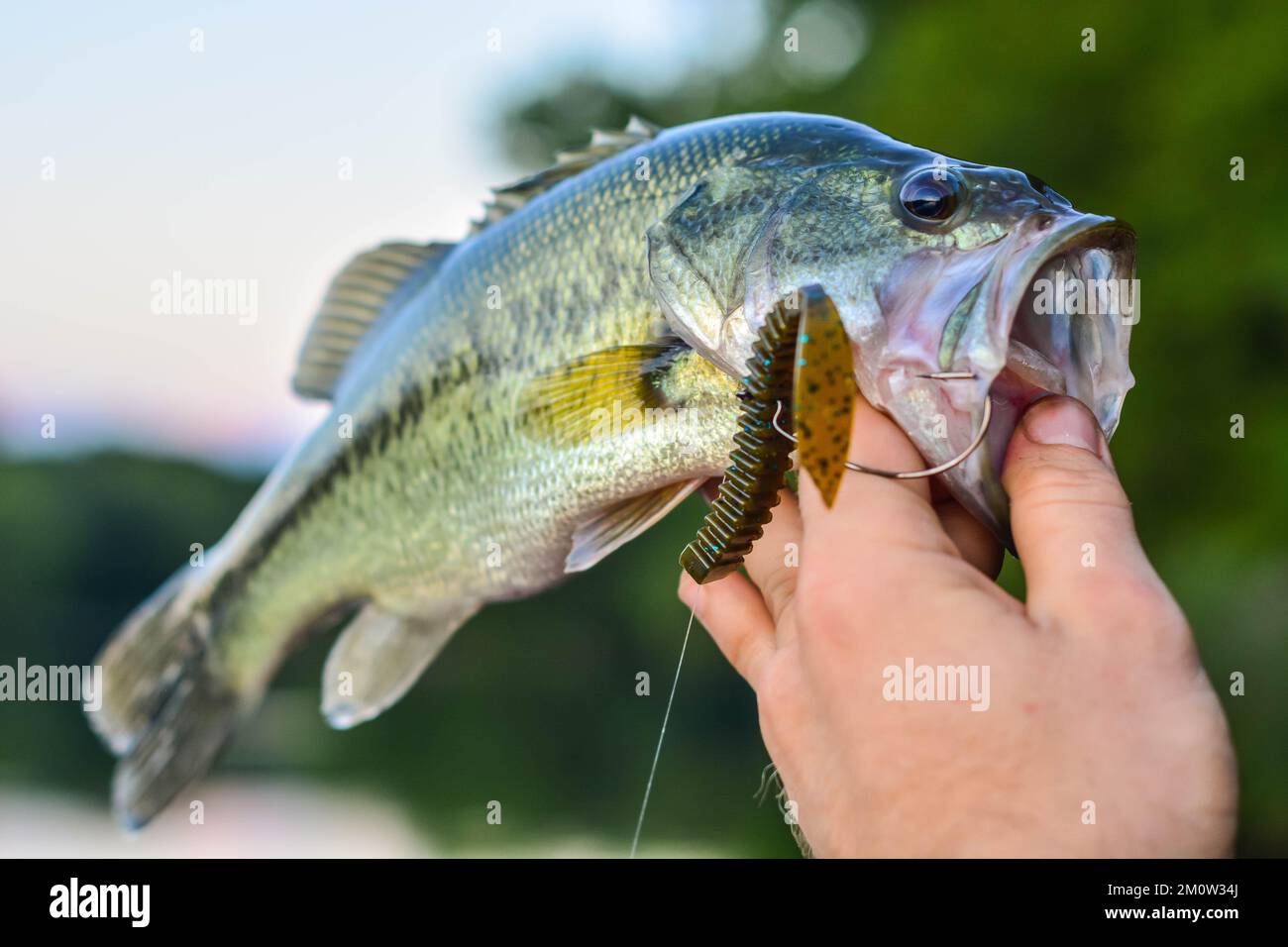 Potrai pescare in estate, pescare il branzino, divertirti sul lago, pescare in bocca Foto Stock