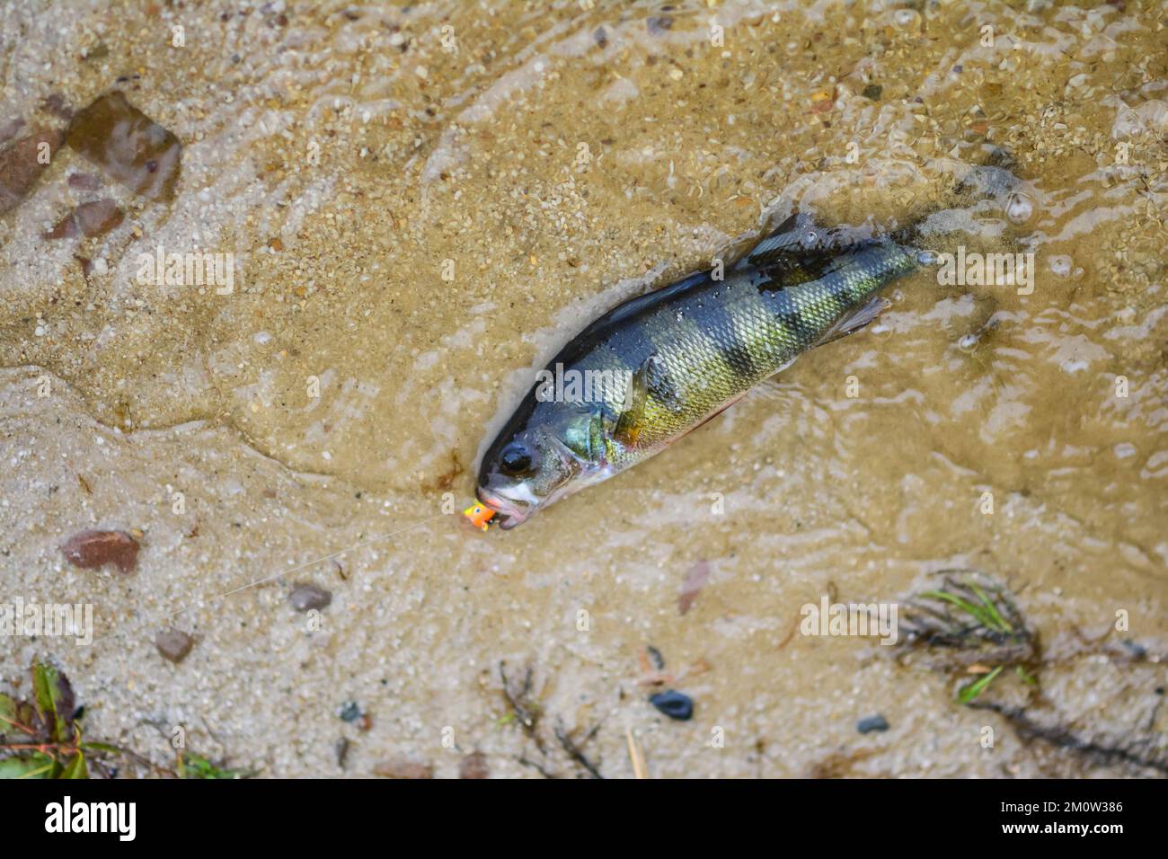 Potrai pescare in estate, pescare il branzino, divertirti sul lago, pescare in bocca Foto Stock