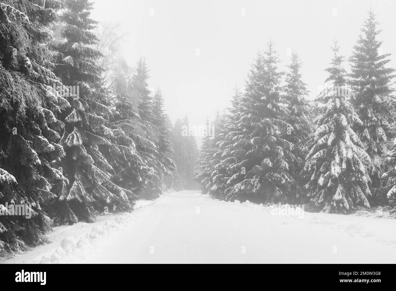 alberi nella foresta con neve durante l'inverno Foto Stock