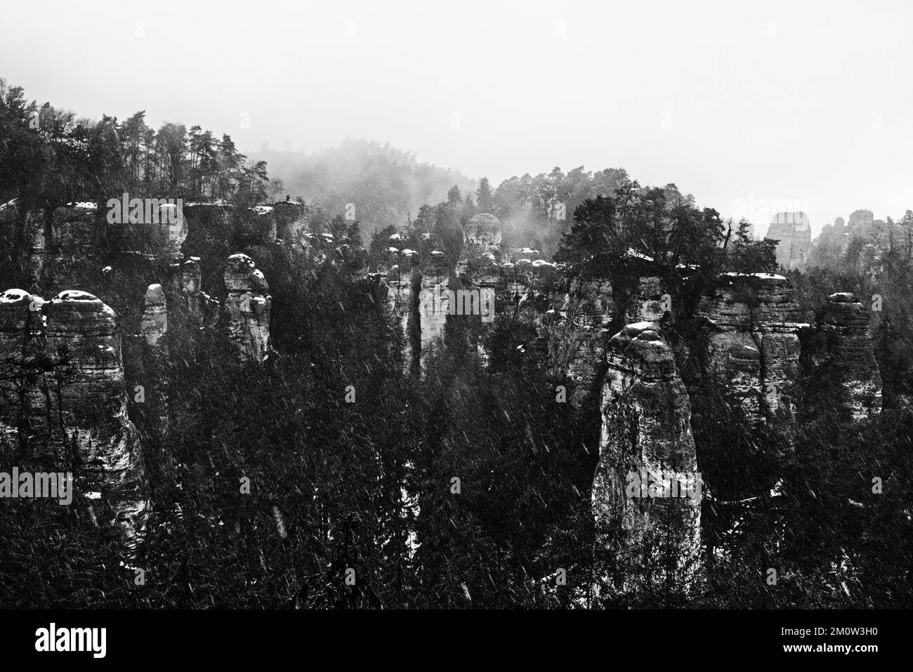 alberi nella foresta con neve durante l'inverno Foto Stock