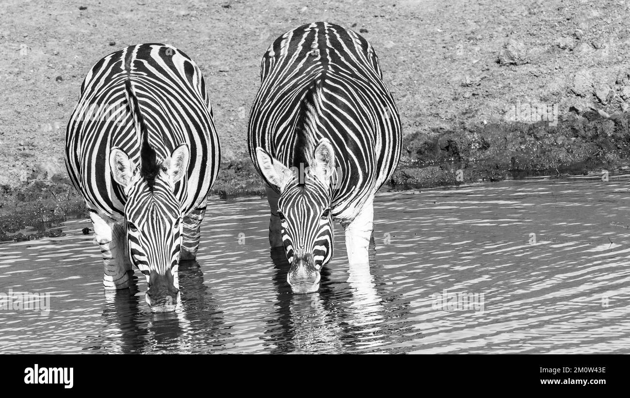 Wildlife Zebra's Two Drinking at waterhole prime mattine d'estate un primo piano frontale bianco nero fotografia. Foto Stock