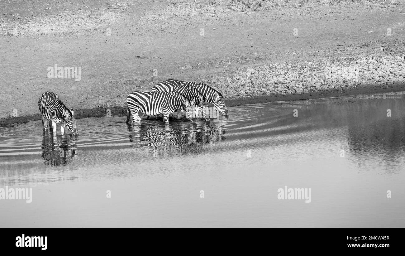 Fauna selvatica Zebra quattro animali bere alla buca d'acqua mattina presto estate un primo piano frontale bianco nero fotografia. Foto Stock
