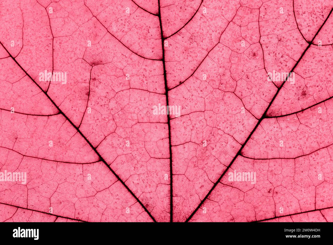Macro foto del Fogliame autunnale. Rosa o corallo o magenta Acero struttura foglia primo piano. Foglie di colore alla moda di 2023 Foto Stock