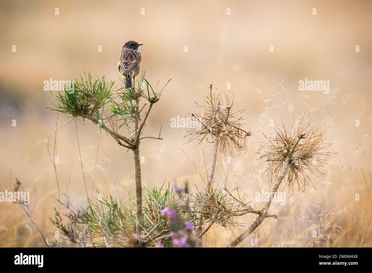 stonechat europeo, sassicola rubicola, seduta su un pino con spazio copia. Piccolo uccello che riposa su un cespuglio in campagna aperta dalla vista posteriore. Animale Wil Foto Stock